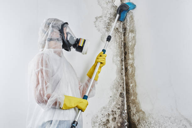 Home Mold Removal in Lyman, MS