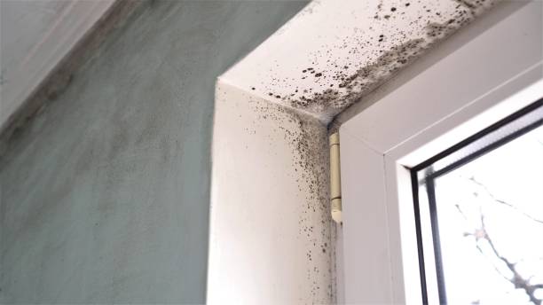 Best Crawl Space Mold Removal  in Lyman, MS