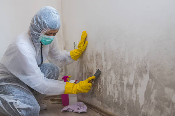 Best Certified Mold Removal  in Lyman, MS