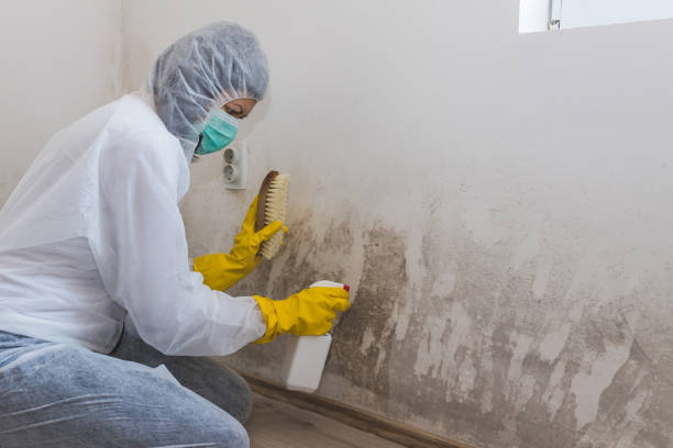 Best Mold Damage Repair  in Lyman, MS
