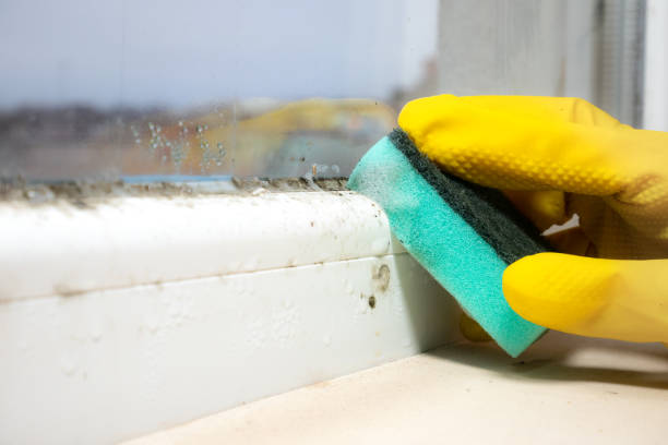 Best Home Mold Removal  in Lyman, MS