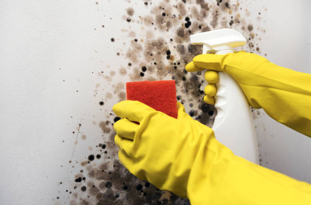 Best Residential Mold Removal  in Lyman, MS