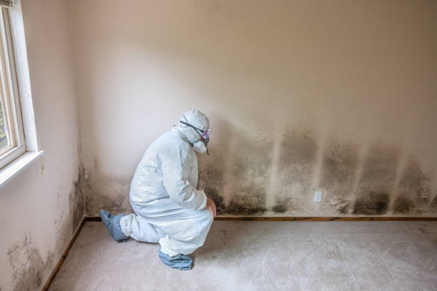 Trusted Lyman, MS Mold Removal Experts