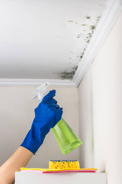 Best Mold Remediation Experts  in Lyman, MS