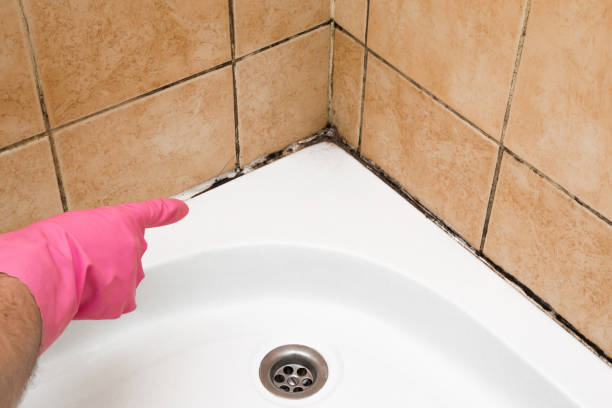 Crawl Space Mold Removal in Lyman, MS