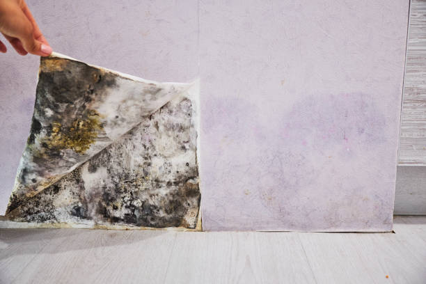 Best Mold Removal Near Me  in Lyman, MS